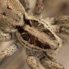 Radiated Wolf Spider - Hogna radiata (~2cm leg span) - Image 3