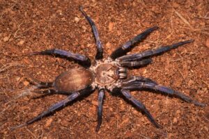 colombian curtain web spider Linothele sericata