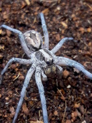 Hogna carolinensis (Carolina Wolf Spider)