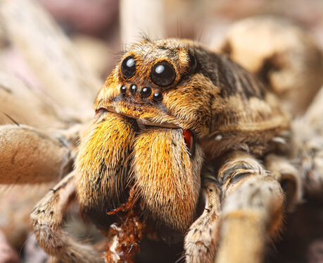 Hogna carolinensis (Carolina Wolf Spider) (~2cm leg span)