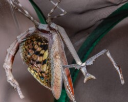 Heterochaeta orientalis Giant African Stick Mantis Heterochaeta orientalis Giant African Stick Mantis