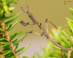 Heterochaeta orientalis Mantis for Sale Heterochaeta orientalis Giant African Stick Mantis
