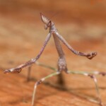 Heterochaeta orientalis Mantids for Sale Heterochaeta orientalis Giant African Stick Mantis
