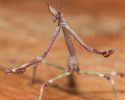 Cat Mantis - Giant African Stick Mantis - Heterochaeta orientalis (4th  instar) 1 x nymph