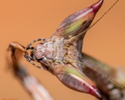 Giant African Stick Mantis - Heterochaeta orientalis Praying Mantis for Sale Giant African Stick Mantis - Heterochaeta orientalis