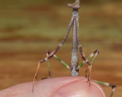 Heterochaeta orientalis Giant African Stick Mantis Giant African Stick Mantis - Heterochaeta orientalis