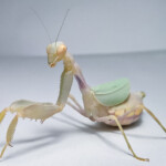 Cilnia humeralis (Wide-armed Mantis) Prating Mantis for Sale Cilnia humeralis (Wide-armed Mantis)