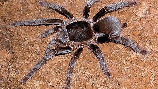 Hysterocrates gigas (Giant Baboon Spider) Spiders - Hysterocrates gigas (Giant Baboon Spider)