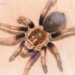 Tarantulas Tarantulas