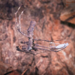 Other Spiders Other Spiders