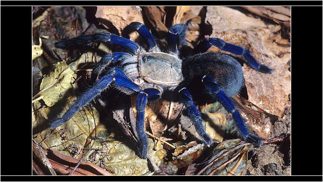Cyriopagopus lividum (Cobalt Blue Tarantula) Spiders - Cyriopagopus lividum (Cobalt Blue Tarantula)