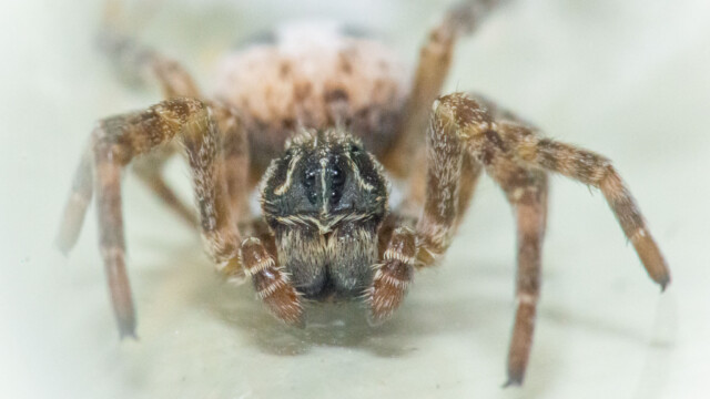 Stegodyphus lineatus (Desert Spider) Spiders for sale - Stegodyphus lineatus (Desert Spider)