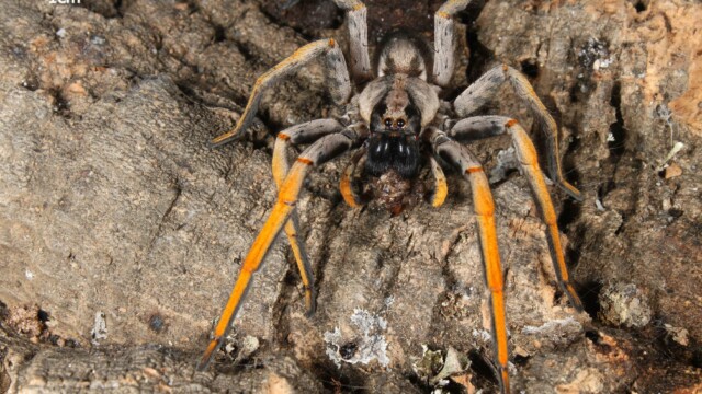 Hogna schmitzi (Porto Santo Wolf Spider) Spiders - Hogna schmitzi (Porto Santo Wolf Spider)