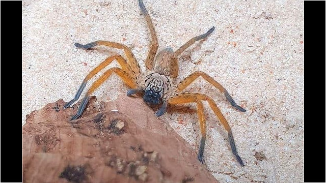 Palystella sp. “Orange” (Orange Foot Huntsman Spider) Orange Foot Huntsman Spider - Palystella sp.