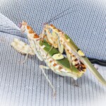 Creobroter elongata (Indian Flower Mantis) Indian Flower Mantis Creobroter elongata