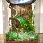 NB displayed with additional substrate and Decor Polycarbonate vivarium praying mantis enclosure