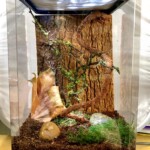 enclosure for praying mantis, spiders, other invertebrates