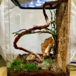 Polycarbonate enclosure for praying mantis, spiders, other invertebrates