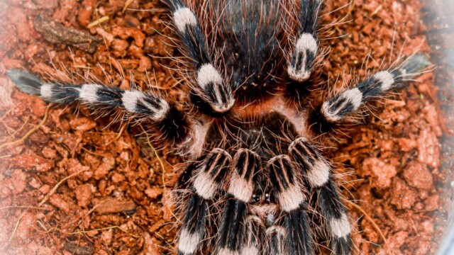 Tarantulas for sale spiders for sale