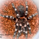 Tarantulas for sale spiders for sale