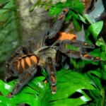 Tarantulas for sale Tarantulas for sale