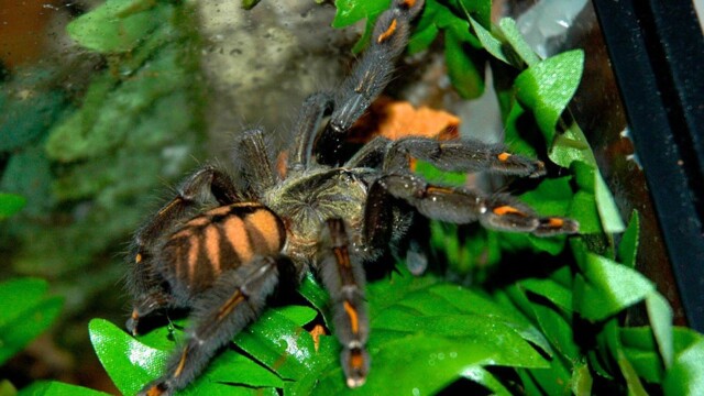 Tarantulas for sale Tarantulas for sale
