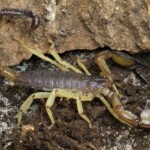 White’s Nebo Scorpion Scorpions for sale