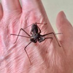 praying mantis presentation