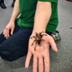 come face to face with a spider spider prsentation