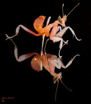 Hymenopus coronatus (Orchid Mantis) (2nd instar)