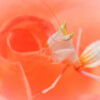 Hymenopus coronatus (Orchid Mantis)